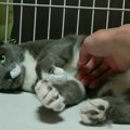 突然庭に現れたグレーの猫…地域猫から保護猫へ転身！