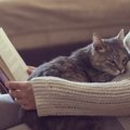 猫が甘えている時にする６つの意外な行動