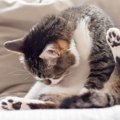猫が背中を丸めて『猫背』になる理由3つ　役立っている場面や体の仕組みを…