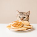 猫が人の食べ物を『欲しいニャ〜』と求めるときの心理5つ