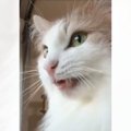 クラッキングする猫を撮影→カメラのほうに視線をくれたかと思ったら、次の…