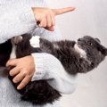 猫が理解しやすい『褒め方と叱り方』4つ　誤った方法ではいつまでも伝…