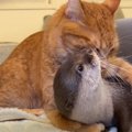 猫に抱きつかれすぎた『カワウソ』がとった行動…まさかの"地味な…