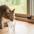 猫は暑さに強い？夏はエアコンの冷房が必要？熱中症や暑さ対策