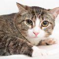 猫が『怯えているとき』に絶対しちゃダメな行為2つ！適切な対応方法と…