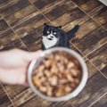 猫の老化が早まるかも！今すぐ見直したい『食生活』4つ