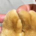 『猫の指先』をなぞってみたら…思わず触りたくなる『最高の光景』に８万い…