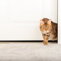 猫が飼い主の『外出を察知』できる理由3つ　愛猫が見ているポイントから適…