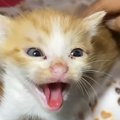 姉妹を守るように威嚇していた子猫が、数日後…同じ猫とは思えない『驚…