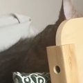 『ベッドで寝ている猫』→前足を見ると……可愛すぎる『独特な寝相』に「なん…