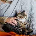 猫の気持ちは『眠る位置』からもわかる！3つの場所別に解説　足元と顔…