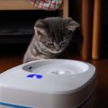 センサー付き！新しい給水器に猫ちゃんはどんな反応するのかな？