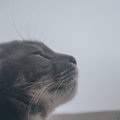 猫が『最期を迎える直前』に飼い主に伝えたいこと5つ　愛猫が贈るあなたへ…