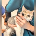動物病院の診察台に乗る子猫→不安そうな表情を浮かべていて…予想をは…