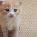 『子猫の鳴き声…？』 キャンプに行くはずが予想外の展開に「主の愛情…