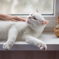 猫と『一緒に過ごす時』の飼い主の絶対NG行動4選