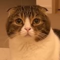 不服そうにしていた猫→『どうしたの？』と聞いてみた結果…まさかの『わか…