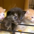 ケージを開けてもらった赤ちゃん猫たち→初めての『リビング』で…尊すぎる…