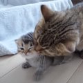 『子猫が次々に産箱から脱走』した結果…母猫が大慌てでお世話する光景…