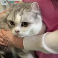 「シャー！」動物病院に行きたくなくて威嚇しちゃう猫くん