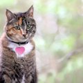 愛猫に『名前をつけるとき』に気をつけるべき5つのこと　失敗すると混…