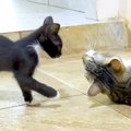 保護して１ヶ月の子猫→先住猫と交流させると…『愛を感じる対応』にほっこ…