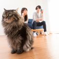 猫の「性格」を決めるものは何？生まれつき？飼い主の影響？考えられる要…