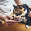 体の中からポカポカに！猫の身体を冷やさない食事のコツ