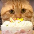 ケーキとおやつでお祝い！誕生日を迎えた猫ちゃん♡