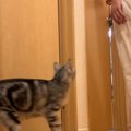 パパの後を追いかける猫→突然『置いてけぼり』にされてしまい…尊すぎる光…