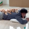『茶トラの子猫4兄妹は俺がほぼ育てた』と豪語するパパ→子育ての様子…