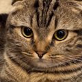 「一緒にお出かけしたいｗ」玄関にいる『猫の様子』を見たら…思わず笑…