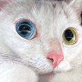 オッドアイがきれいな白猫ちゃん→よ～く見てみると……思わず声がでる『…