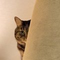 『構ってもらえなくて激おこな猫』クッションの裏でもじもじしちゃう…