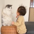 猫が『幼児の弟』にちょっかいをかけられた結果…『タイミングを計る姿…