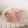 人間にはあるのに猫にない？『体のパーツ』4つ　なぜ猫には必要ないの…