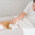 猫が『添い寝してくれない』のはなぜ？考えられる4つのワケ　前はして…