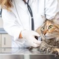 猫のリンパ腫とはどんな病気？種類別の特徴や症状、治療法について【…