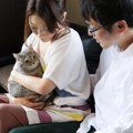 成猫から飼い始めるさまざまなメリットとは