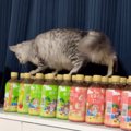 『ペットボトルの上』を器用に歩いていた猫→次の瞬間……つい笑ってしま…