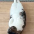 仰向けの状態で『床で寝ていた猫』→目が覚めると…まるで人間のような反応…