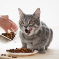 猫の健康寿命を延ばす『食事の与え方』5つ