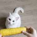 猫に『とうもろこし』を与えても大丈夫？与える量や加工方法など注意…