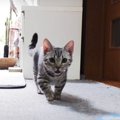 ごはんが待ちきれない！じっとしていられない子猫ちゃん！