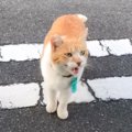 『こたつあるから』野良猫との出会いから３年…家族と共に成長していく…