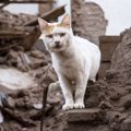 猫は地震を予知できるの？すぐれた能力に期待は高まるも、学会は「確実な…