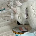 お気に入りのおもちゃを使われて『怒る姉猫』→子猫の反応を見ると…涙…