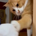 目の前の『雪だるま』をパンチで壊した猫→修復した結果…笑ってしまう…