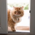 猫には『帰巣本能』が備わっているの？4つの説や帰ってこれるワケもご紹介
