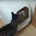 一度掴んだら絶対離さぬ！猫ちゃんを野生化させるオモチャ